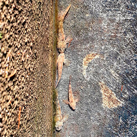 A-Ghiozzo-di-Ruscello