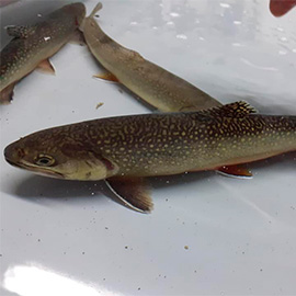 C-Salmerino-di-Fonte